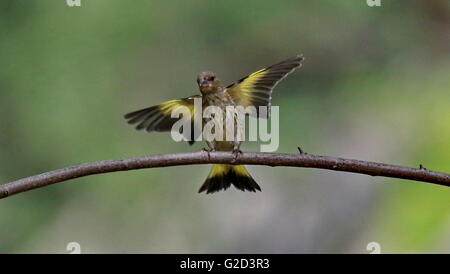 Peking, China. 27. Mai 2016. Foto aufgenommen am 27. Mai 2016 zeigt ein Stieglitz fliegen im Botanischen Garten von Peking in Peking, Hauptstadt von China. © Liu Xianguo/Xinhua/Alamy Live-Nachrichten Stockfoto