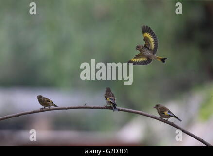 Peking, China. 27. Mai 2016. Foto aufgenommen am 27. Mai 2016 zeigt Stieglitze fliegen im Botanischen Garten von Peking in Peking, Hauptstadt von China. © Liu Xianguo/Xinhua/Alamy Live-Nachrichten Stockfoto