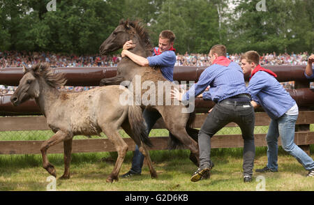 Dülmen, Deutschland. 28. Mai 2016. Reitpony Jährling ist durch einen Halter an das Wildpferd fangen Tag im Bereich Merfelder Bruch bei Dülmen, Deutschland, 28. Mai 2016 in geherrscht hat. Junghengste in der Herde von Wildpferden werden über das Wochenende in Dülmen gefangen werden. Die jungen Pferde stammen aus der Gruppe zu mögliche Rang kämpfen mit älteren Pferden zu vermeiden. Die Veranstaltung hat seit 1907 statt. Foto: INA FASSBENDER/Dpa/Alamy Live News Stockfoto