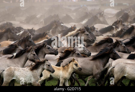 Dülmen, Deutschland. 28. Mai 2016. Duelmener Wildpferde laufen durch die Arena an die Wildpferde fangen Tag im Bereich Merfelder Bruch bei Dülmen, Deutschland, 28. Mai 2016. Junghengste in der Herde von Wildpferden werden über das Wochenende in Dülmen gefangen werden. Die jungen Pferde stammen aus der Gruppe zu mögliche Rang kämpfen mit älteren Pferden zu vermeiden. Die Veranstaltung hat seit 1907 statt. Foto: INA FASSBENDER/Dpa/Alamy Live News Stockfoto