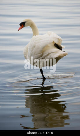 Wolgast, Deutschland. 27. Mai 2016. Ein Schwan steht auf einem Bein im Peenestrom bei Wolgast, Deutschland, 27. Mai 2016. Foto: Stefan Sauer/ZB/Dpa/Alamy Live News Stockfoto