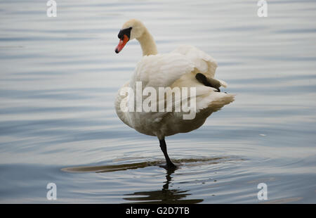 Wolgast, Deutschland. 27. Mai 2016. Ein Schwan steht auf einem Bein im Peenestrom bei Wolgast, Deutschland, 27. Mai 2016. Foto: Stefan Sauer/ZB/Dpa/Alamy Live News Stockfoto