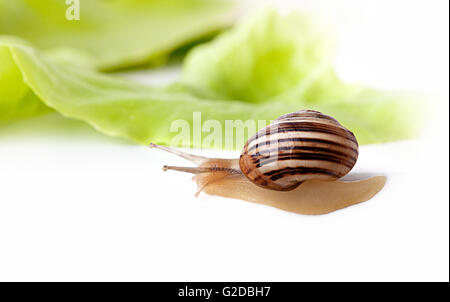 Große einzelne Schnecke mit grünen Salatblatt Stockfoto