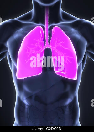 Menschlichen Atemwege Stockfoto