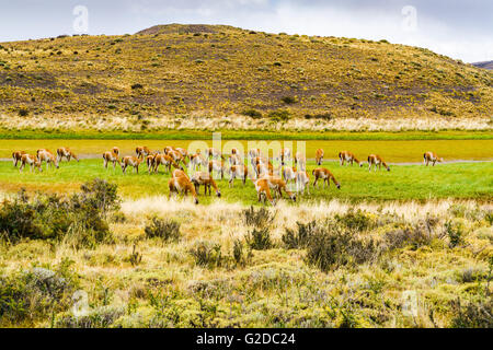 Herde von Guanako Beweidung im Feld im Torres Del Paine Nationalpark-Chile Stockfoto