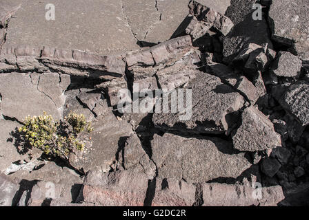 Draufsicht der zerfallenden Lavagestein im Kilauea-Iki-Krater im Volcanoes National Park im US-Bundesstaat Hawaii. Stockfoto