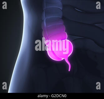 Anhang-Schmerz-Illustration Stockfoto