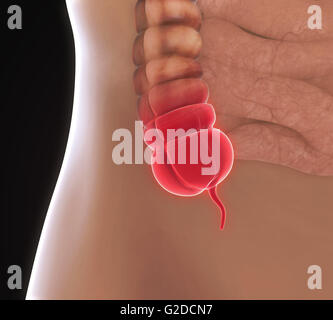 Anhang-Schmerz-Illustration Stockfoto