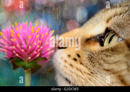 Katze riecht rosa Blume, Close Up Stockfoto