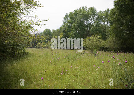 Wiese mit Distel Blumen, Georgia, USA Stockfoto