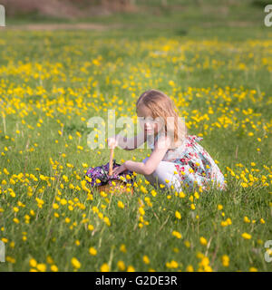 ein 3-jähriges Mädchen pflückt gelbe Blüten in einem Korb Stockfoto