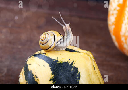 Herbst Bild mit kleinen gebänderten Garten Schnecken und Weinberg Schnecken kriechen auf Kürbisse Stockfoto