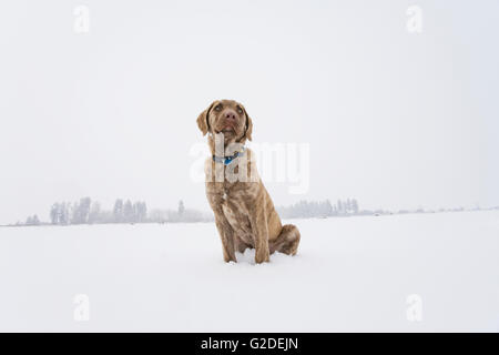 Chesapeake Bay Retriever sitzen im Schnee Stockfoto