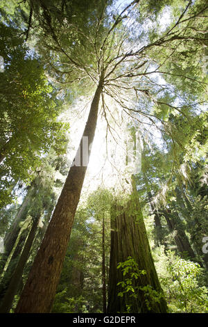 Redwood-Bäume und Sunlght, niedrigen Winkel Ansicht, Redwood National Park, Kalifornien, USA Stockfoto