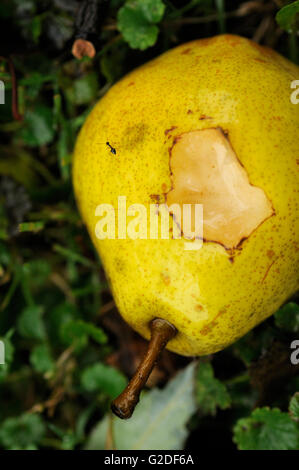 Ameise auf Birne Stockfoto