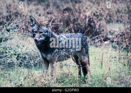 Coyote in natürlicher Umgebung Stockfoto