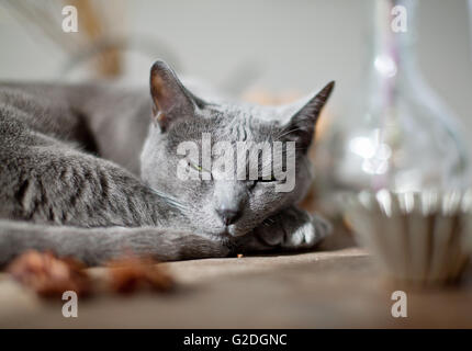 Katze liegend am Küchentisch mit verschiedenen Gewürzen und Utensilien Stockfoto