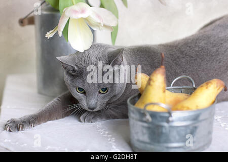 Russisch Blau Katze auf Tisch mit Schale mit frischen Birnen und Tulpen Stockfoto