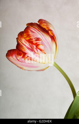 Paar schöne Tulpe blüht im Frühjahr Stockfoto