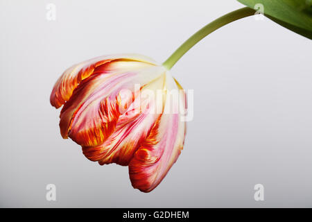 Paar schöne Tulpe blüht im Frühjahr Stockfoto