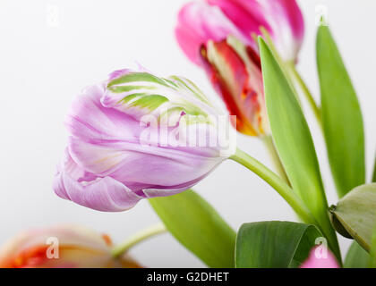 Paar schöne Tulpe blüht im Frühjahr Stockfoto