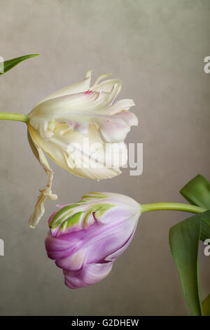 Paar schöne Tulpe blüht im Frühjahr Stockfoto