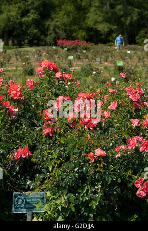 Edisto Gedenkstätte Rosengarten in Orangeburg South Carolina USA. Stockfoto