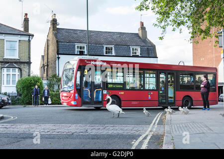 Ein Schwan und ihre Cygnets halten Verkehr wie sie Sun Inn auf gemeinsame Barnes, SW-London, England, UK vorbeigehen Stockfoto