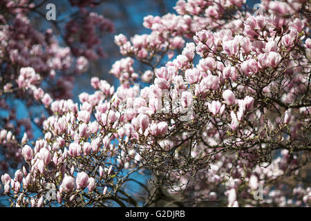 Blühende Magnolie dicht bedeckt mit schönen rosa Blumen Stockfoto