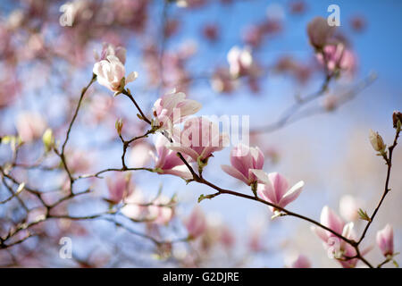 Blühende Magnolie dicht bedeckt mit schönen rosa Blumen Stockfoto