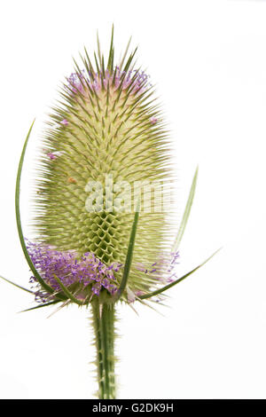 Dipsacus Fullonum, auch bekannt als Dipsacus Sylvestris, wilde Karde, Teazel oder teazle Stockfoto