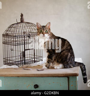 Katze auf der Suche nach Vogel in der Nähe von Käfig mit Federn auf Tisch Stockfoto