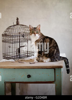 Katze auf der Suche nach Vogel in der Nähe von Käfig mit Federn auf Tisch Stockfoto