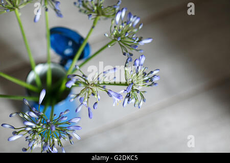 Stilleben Mit Blauen Zwiebelblüten im Retro - Kaffeekanne Stockfoto
