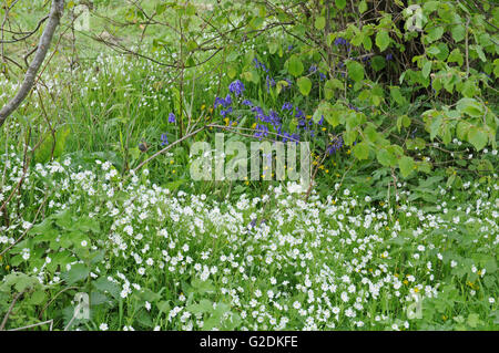 Größere Stitchwort und Englisch Glockenblumen in einem englischen Hecke. Stockfoto