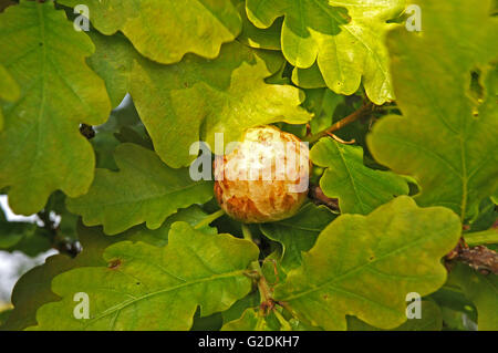 Oak Apple auf Stieleiche Stockfoto