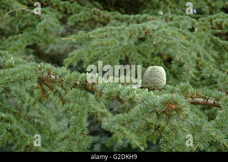 Zapfen, Blättern und männlichen Blüten von der Atlas-Zeder, Cedrus Atlantica. Stockfoto