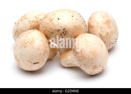 Fünf Pilze Champignons auf hellem Hintergrund Stockfoto