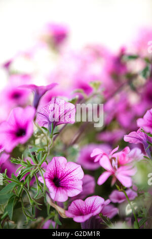 Nahaufnahme von violetten Petunien Stockfoto