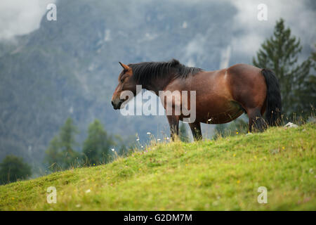 Pferde in den österreichischen Alpen auf der Alm Stockfoto