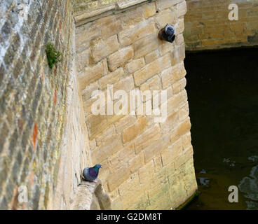 Paar Stadt Tauben gesehen ruht auf einem alten, mittelalterlichen englischen Stein Brücke gebaut. Stockfoto