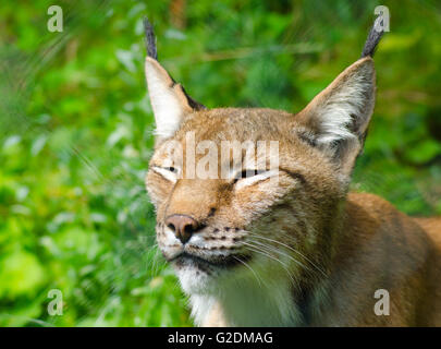 Gesichtsbesamung Nahaufnahme von einer Eurasischen Luchs Stockfoto