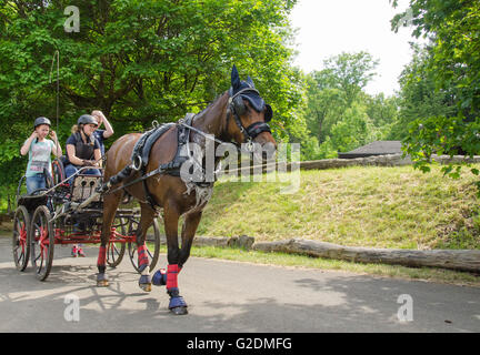 Pferd Kutsche Trainer zwischen den Rennen Stationen Stockfoto