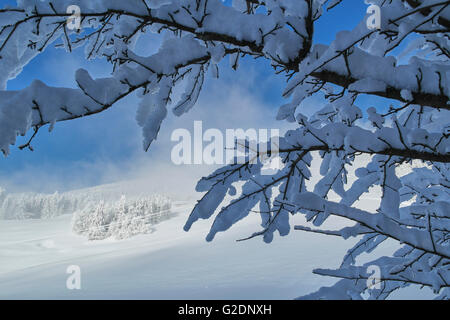 Frischer Pulverschnee auf einem Baum in den italienischen Dolomiten - Italien Stockfoto