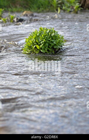 Wasserpflanze wächst im Bach, Niederlande Stockfoto