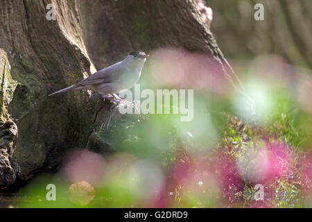 Mönchsgrasmücke sitzt auf Baumstumpf im Wald, Niederlande Stockfoto