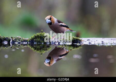 Kernbeißer ist im Wald am Ufer, Niederlande Stockfoto