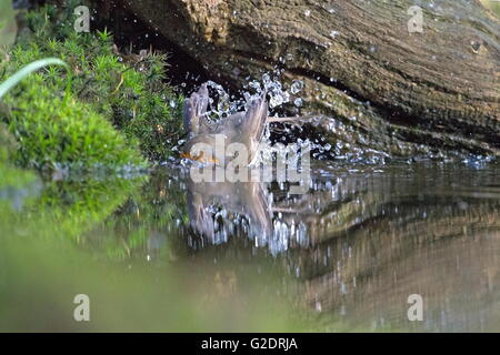 Robin, Baden im Waldschwimmbad, Niederlande Stockfoto