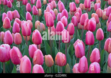 Tulpen aus Holland Stockfoto