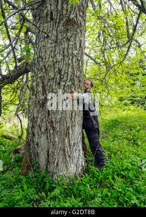 Sehr große kleinblättrige Linde (Tilia Cordata) Stockfoto